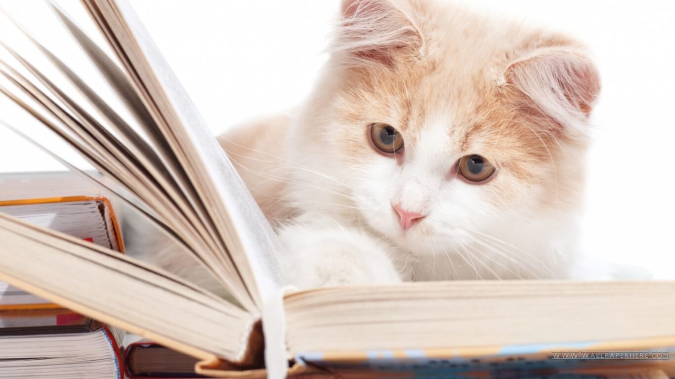 Cat very busy in reading book